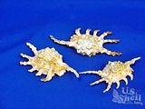 SHELLS